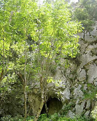 Kuzini Mağarası