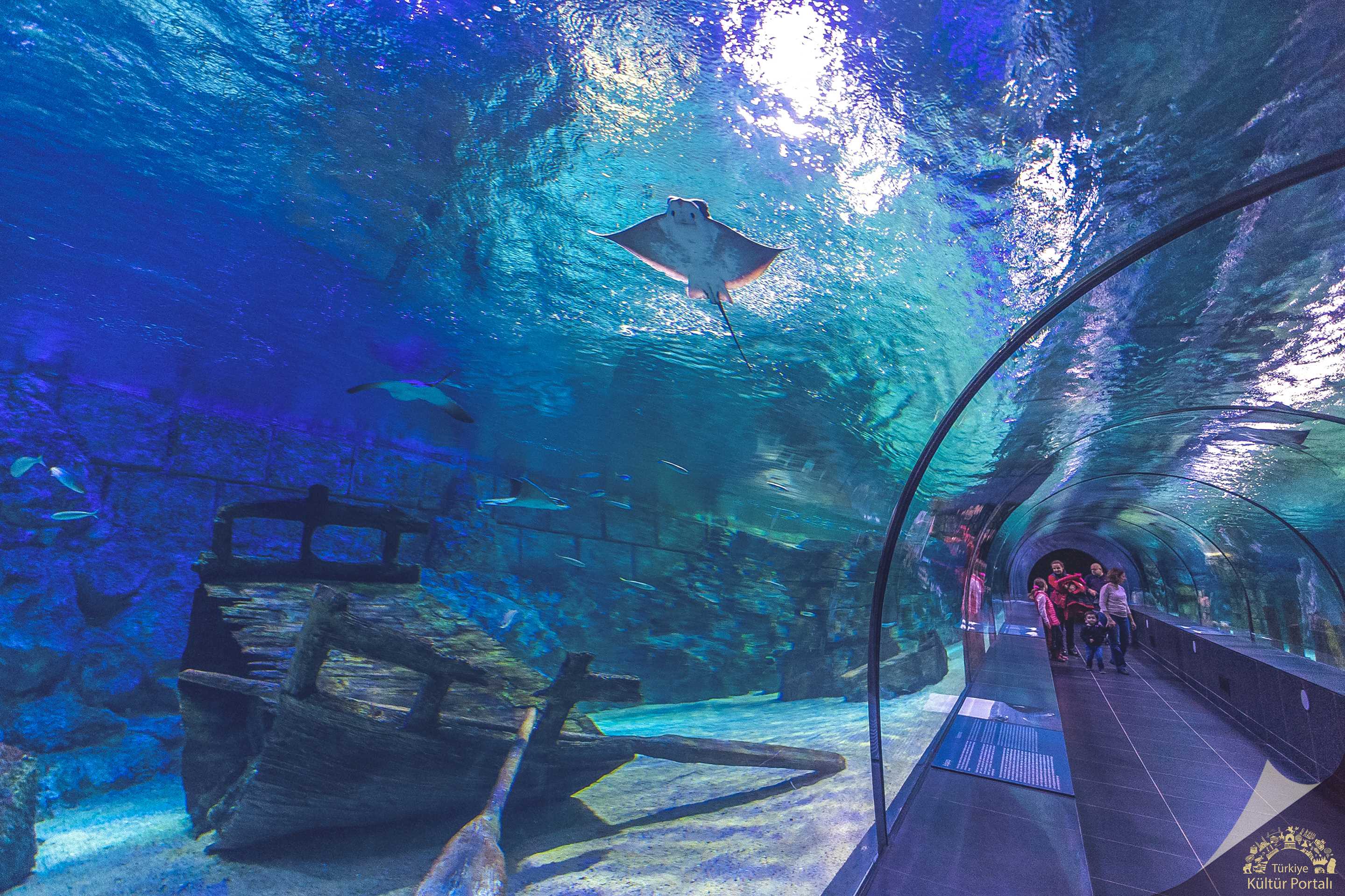 Отзыв sea life. Океанариум в Стамбуле. Стамбул аквариум Turkuazoo. Аквариум Sea Life Стамбул. Океанариум Флория в Стамбуле.