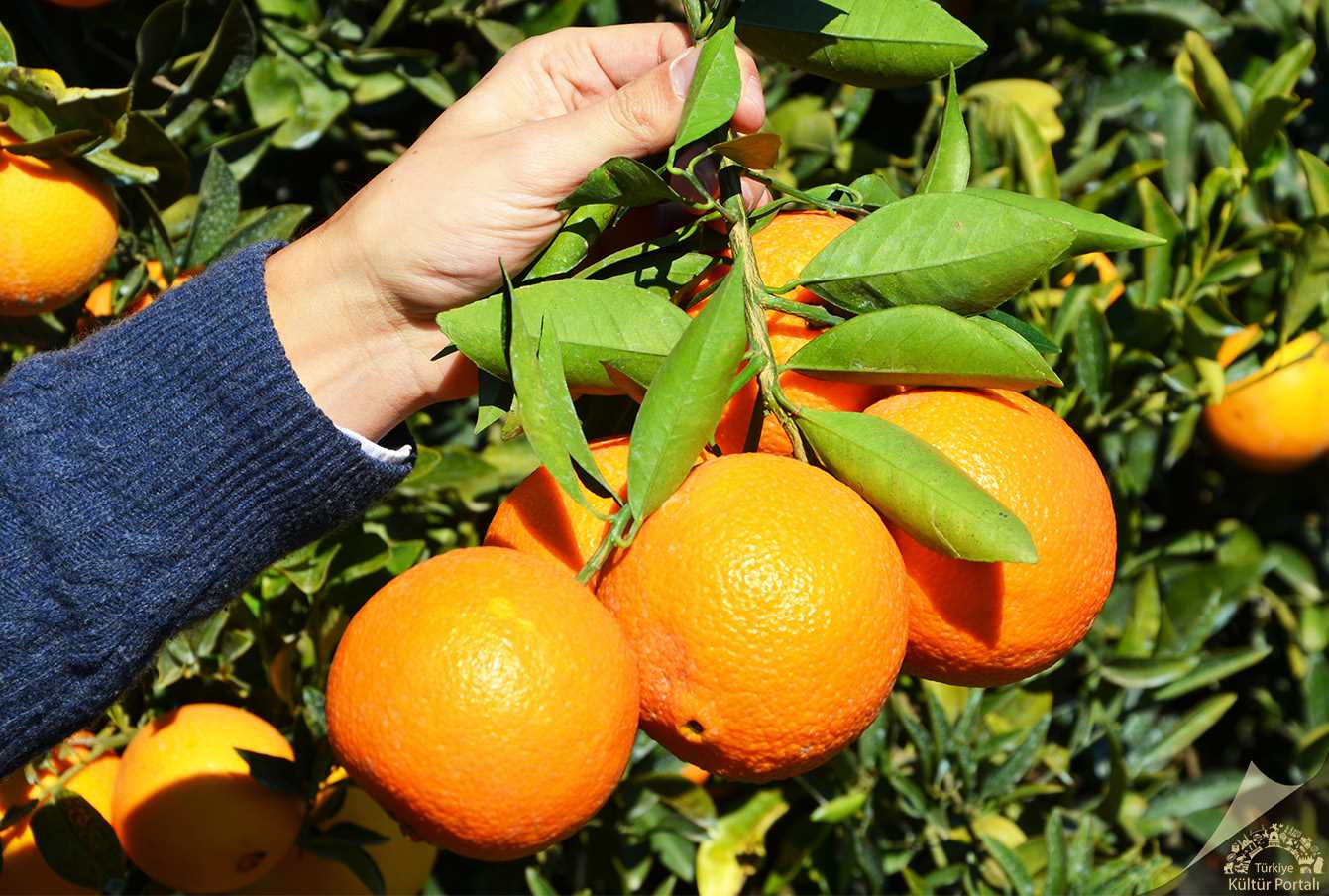 Финике апельсин. Апельсиновое дерево. Апельсиновый сад. Цитрусовые в Италии. Апельсины в Африке.