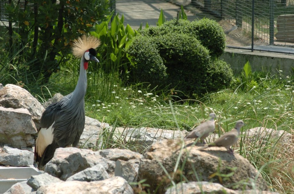 Darica Faruk Yalçin Hayvanlar Alemi̇ Botani̇k Bahçesi̇ - Darica - Fotoğraf 6