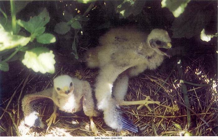 Doğa Yürüyüşü (trekki̇ng) - Taşköprü Çobangeçi̇di̇ Kanyonu - Fotoğraf 3