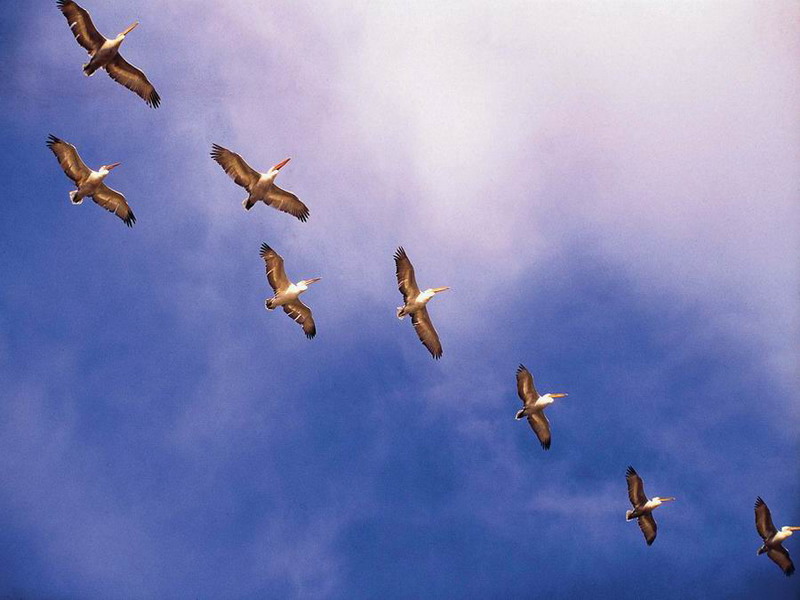 Kampçilik - Avcidere Gürgenli̇k - Fotoğraf 6