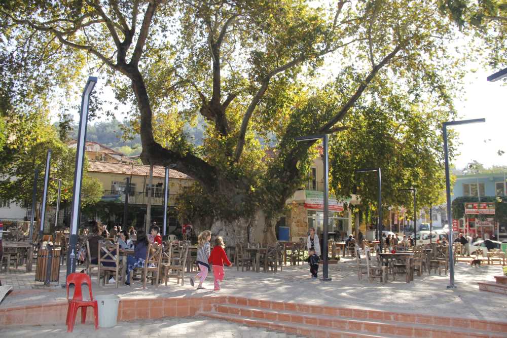 BİN YILLIK TARİHİ ÇINARLAR | Kültür Portalı