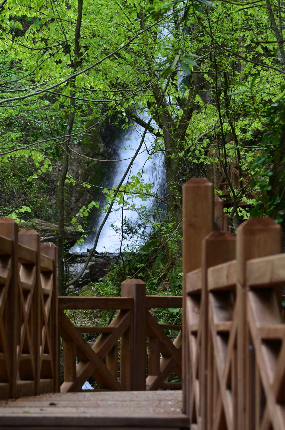 D�zce -Ayd�np�nar �elalesi Tabiat Park�