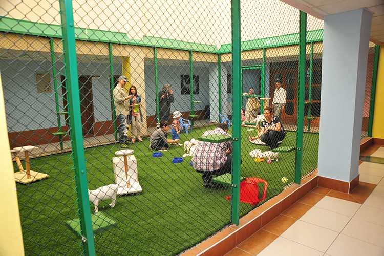 van kedisi evi görsel sahibi yüzüncü yıl üniversitesi