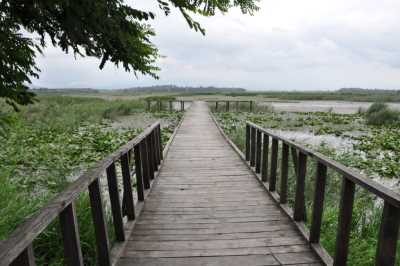 EFTENİ GÖLÜ KUŞ CENNETİ