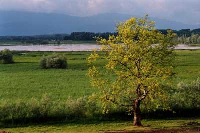 EFTENİ GÖLÜ KUŞ CENNETİ
