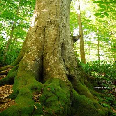 Fotoğraf;
Kırklareli İl Kültür ve Turizm Müdürlüğü Arşivi