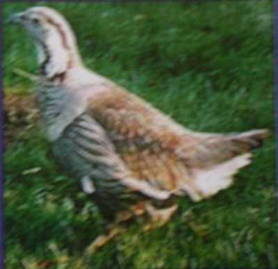 Posof'ta Koruma Altındaki Huş Tavuğu