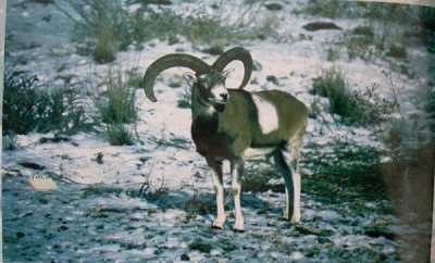 Çamlıçatak Ormanında Dağ Keçisi