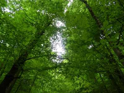 Yedigöller Milli Parkı