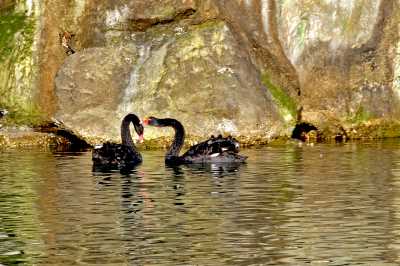 Sevgi Gölü ve Kuğular (Fotoğraf: Tansu TEKİN)