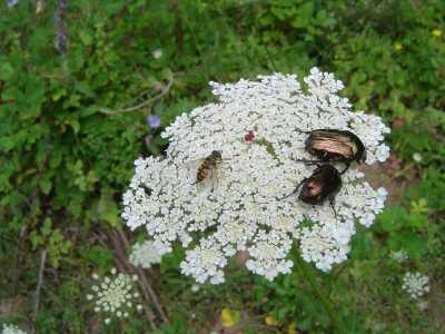 Fotoğraf; Zekeriya Kurtulmuş
(Kırklareli İl Kültür ve Turizm Müdürlüğü Halk Kültürü Araştırmacısı)