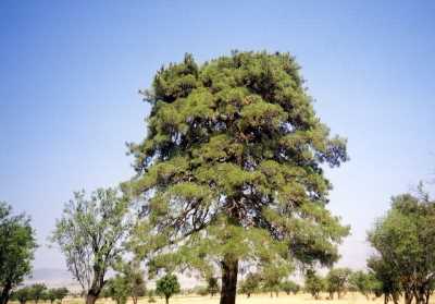 Denizli İl Kültür ve Turizm Müdürlüğü