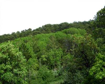 Yozgat Çamlık Milli Parkı