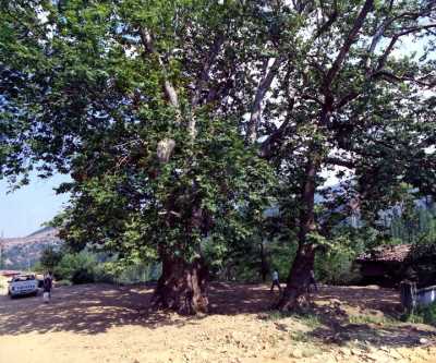 Denizli İl Kültür ve Turizm Müdürlüğü