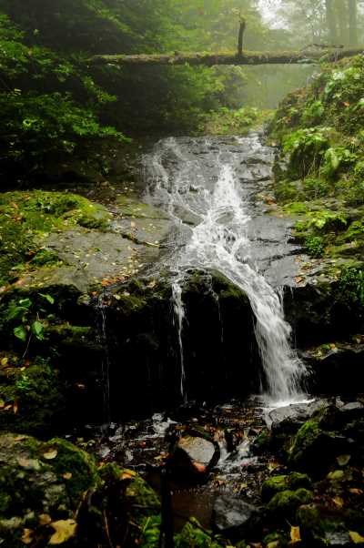 Ayvacık orman ve deresi