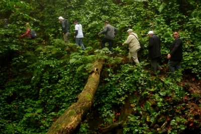 Ayvacık ormanlarında yürüyüş