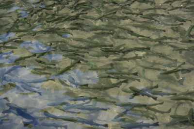 SİVAS GÜRÜN ŞUĞUL VADİSİ