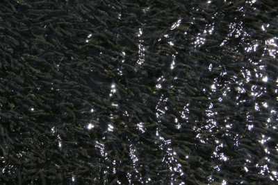 SİVAS GÜRÜN ŞUĞUL VADİSİ