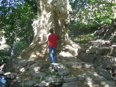 Sağman Köyü Anıt Çınar Ağacı Pertek
