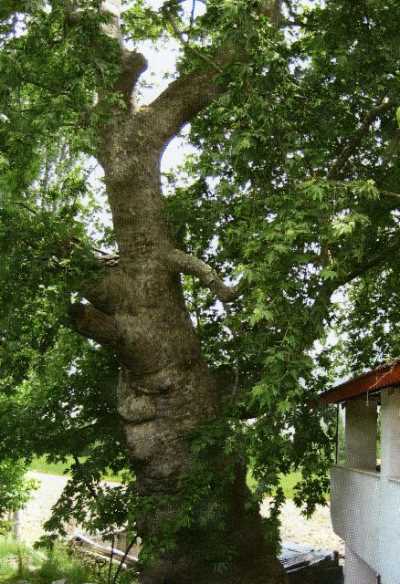 Denizli İl Kültür ve Turizm Müdürlüğü