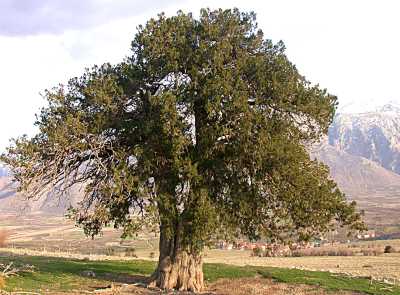 Ardıç Ağacı (Yalnız Ardıç)