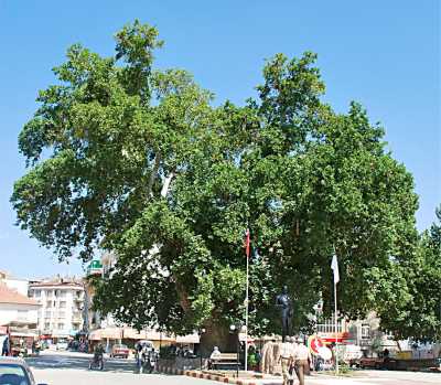 Çınar Ağacı I (Yukarı Çınar)