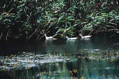 Buldan Süleymanlı Yayla Gölü