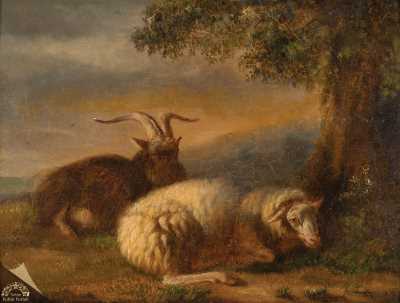 Keçi ve Koyun