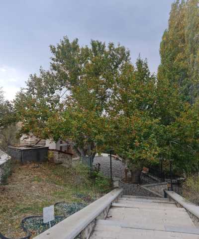 Fatih Ahmet Baba Çınarları