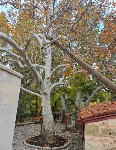 Fatih Ahmet Baba Çınarları