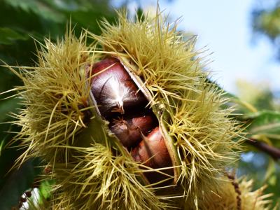 Taze kestaneler doğal ortamda sergileniyor