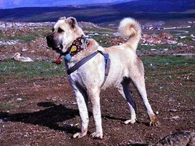 Kars Türk Çoban Köpeği