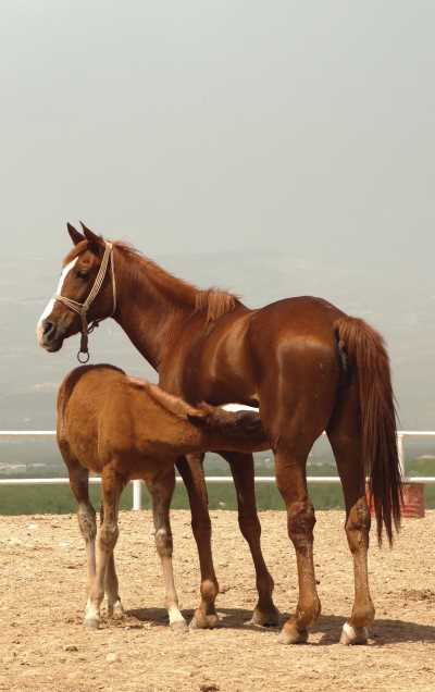 SULTANSUYU HORSE FARM