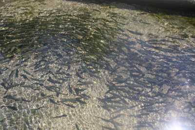 Balıkesir İl Kültür ve Turizm Müdürlüğü