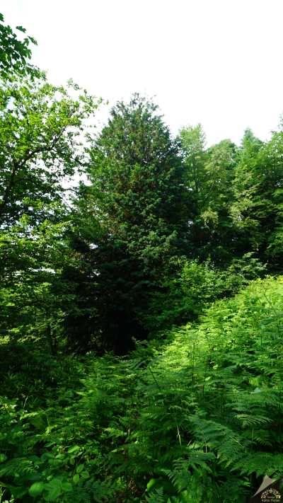 Gümeli Tabiat Anıtı