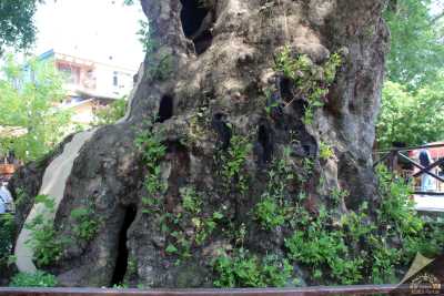 Hıdırbey Musa Ağacı
