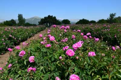 Gönen İlçesi, Güneykent Beldesi