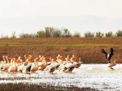 Yedikır Barajı Kuş Cenneti