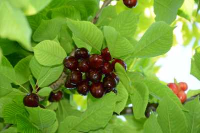 Malatya Dalbastı Kirazı