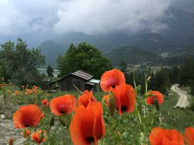 Doğa Kültür Turizmi Bitki (Flora) Gözlemciliği